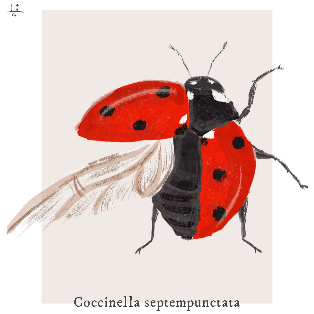 illustrazione-coccinella-entomologia